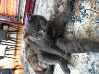 11 aylık erkek british shorthair sahiplendirme