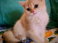 British Shorthair NY 12 dişi
