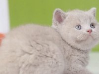 BRİTİSH SHORTHAİR KEDİSİ İÇİN ULAŞIN