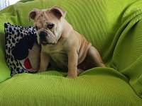 ORİJİNAL IRK ENGLİSH BULLDOG YAVRUMUZ
