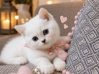 British Shorthair Silver