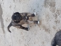 Karabaş kurtboğan ırkı