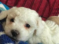 KALİTE F1 MALTİPOO YAVRULAR ANNE ALTINDAN