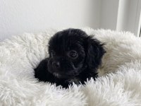 Black maltipoo