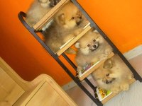 İzmir'de Uygun Pomeranian Boo Yavrular
