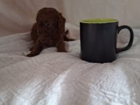 ÜRETİCİSİNDEN SON 1 ADET ERKEK TOY POODLE