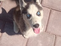 Sibirya kurdu husky