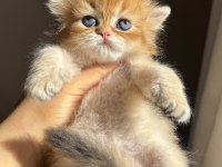Mükemmel Güzellik Golden Ny11 British Longhair