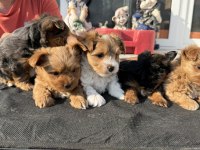 Show Kalite Tea Cup Morkie Yavrularımız
