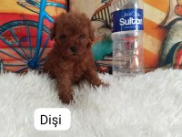 KORE IRK VE SAGLIK GARANTILI POODLE