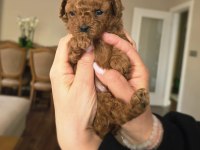 Yavru Toy Poodle