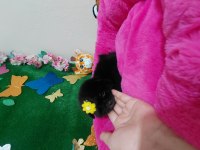Pomeranian bebişler