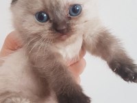 Kaliteli sağlıklı scottish fold yavrular
