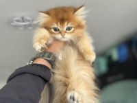 Golden longhair british yavrumuzu canlı görün