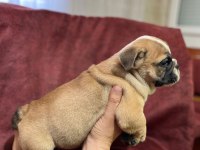Üst kalite ingiliz bulldog bebekler