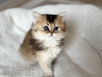 Golden British Longhair