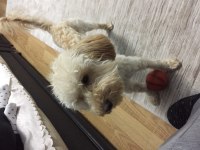 Yakışıklı poodle