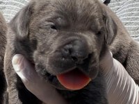 Cane corsa alan koruma köpeği yavruları 