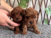 8 Kasım Doğumlu Teacup Poodle Yavrular