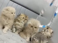 A Kalite Çok Güzel Golden British Longhair Bebekler