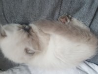 Scottish fold longhair erkek