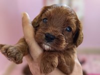 Toy poodle ayarında cavapo erkek bebekler