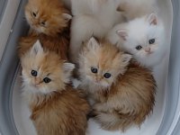 British Longhair Ve Shorthair