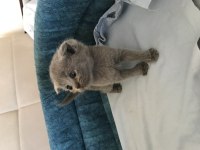 1 aylık yavru scottish fold