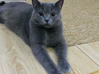 2 tane tatlı tatlı kedimiz biri erkek biri dişi