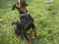 Safkan Orjinal Doberman A Kalite