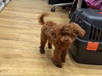 1.250 GRAM MİCRO TEDDY DİŞİ LEKESİZ POODLE