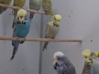 Show Jumbo Muhabbet Kuşları