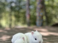 Netherland dwarf cüce tavşan