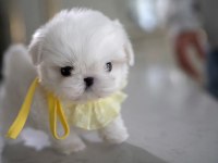 Maltese kore teacup kızım ayra MAX (2 kg )