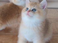 British shorthair kedileri