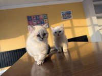 KEDİCİDEN RENK RENK BRITISH SHORTHAIR YAVRULARI ANKARA