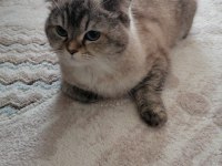 2 yaşında dişi british shorthair