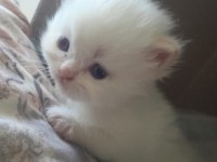 iran persian kedi yavrularımız