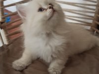 British longhair saf kan yavru