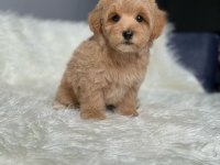 Orijinal Toy Boyut F1 Maltipoo