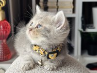 British Shorthair Blue Golden Yavrular