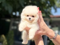 POMERANİAN BOO DİŞİ KÖPEĞİMİZ