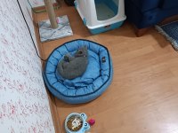 2 aylık british shorthair