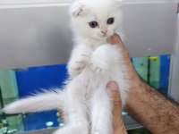 55 günlük son 4 yavru scottish fold