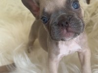 Exotic renk french bulldog yavrularım