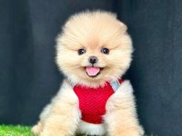 Safkan Pomeranian Boo Bebekler