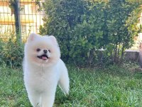 Orjinal pomeranian boo kar beyaz erkek