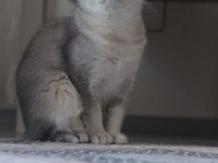 BRİ SH NY Aria mango british shorthair