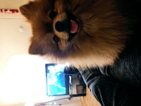 Pomeranian boo 4 yaşında