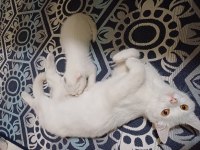 British shorthair kızımız